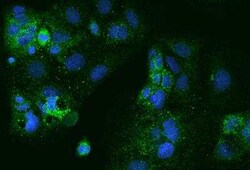 PXMP4 Antibody, Novus Biologicals 100 &mu;g; Unconjugated:Antibodies, Polyclonal