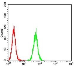 PXR/NR1I2 Antibody (6H11D8) - BSA Free, Novus Biologicals 0.025 mL; Unconjugated:Antibodies,