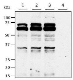 PYCR1 Antibody, Novus Biologicals 0.05 mg, Unconjugated:Antibodies, Polyclonal