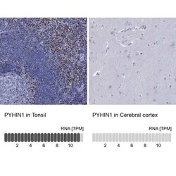 PYHIN1 Rabbit anti-Human, Polyclonal, Novus Biologicals 25 &mu;g; Unconjugated:Antibodies,