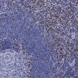 PYHIN1 Rabbit anti-Human, Polyclonal, Novus Biologicals 25 &mu;g; Unconjugated:Antibodies,