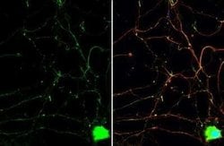 PYK2/FAK2 Antibody, Novus Biologicals 100 &mu;g; Unconjugated:Antibodies,