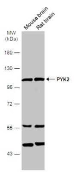 PYK2/FAK2 Antibody, Novus Biologicals 100 &mu;g; Unconjugated:Antibodies,