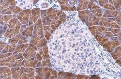 Pancreatic Lipase Antibody (GT1777), Novus Biologicals 100 &mu;g; Unconjugated:Antibodies,