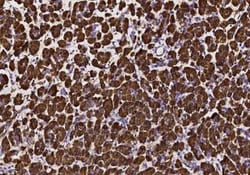 Pancreatic Lipase Antibody, Novus Biologicals 100 &mu;g; Unconjugated:Antibodies,