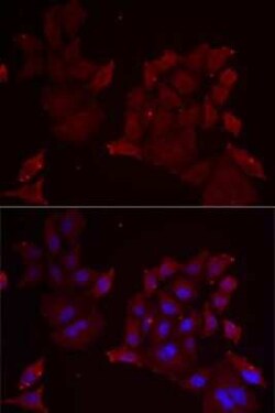 Pannexin-1 Antibody - BSA Free, Novus Biologicals 0.1 mL; Unconjugated:Antibodies,