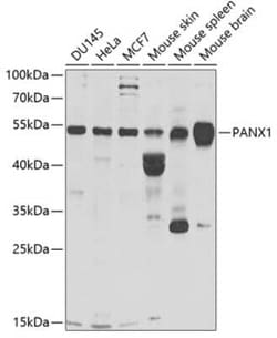 Pannexin-1 Antibody - BSA Free, Novus Biologicals:Antibodies:Primary Antibodies