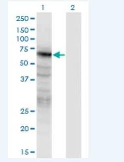 Novus Biologicals Pannexin-2 Antibody (2B11), Novus Biologicals 100 &mu;g | Buy Online | Novus Biologicals&trade; | Fisher Scientific