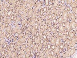 Papilin Antibody, Novus Biologicals 100 &mu;g; Unconjugated:Antibodies,