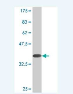 Paralemmin Antibody (4E1), Novus Biologicals 0.1 mg | Buy Online | Novus Biologicals | Fisher Scientific