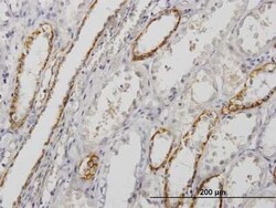Paralemmin Antibody (7C5), Novus Biologicals 0.1 mg | Buy Online | Novus Biologicals | Fisher Scientific
