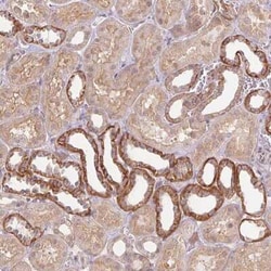 Paralemmin Antibody, Novus Biologicals 25 &mu;L, Unconjugated:Antibodies,