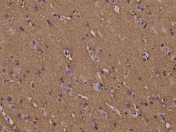 Paralemmin Antibody, Novus Biologicals:Antibodies:Primary Antibodies