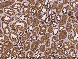 Paralemmin Antibody, Novus Biologicals:Antibodies:Primary Antibodies