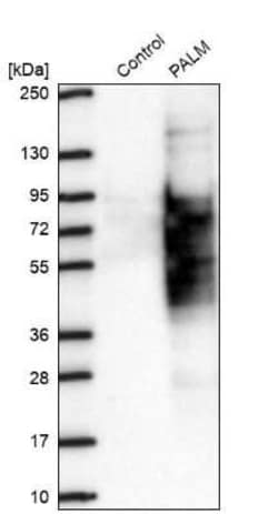 Paralemmin Antibody, Novus Biologicals 25 &mu;L, Unconjugated:Antibodies,