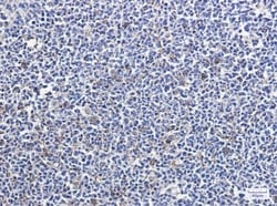 Park7/DJ-1 Antibody (S04-6H5), Novus Biologicals:Antibodies:Primary Antibodies