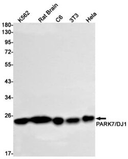 Park7/DJ-1 Antibody (S04-6H5), Novus Biologicals:Antibodies:Primary Antibodies