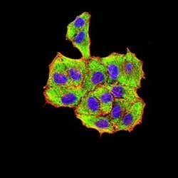Parvovirus VP2 Antibody (4E5A4) - BSA Free, Novus Biologicals:Antibodies:Primary