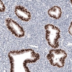 Pax2 Antibody (CL9469), Novus Biologicals 100 &mu;L; Unconjugated:Antibodies,