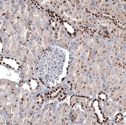 Pax2 Antibody (CL9469), Novus Biologicals 100 &mu;L; Unconjugated:Antibodies,