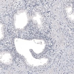 Pax2 Antibody (CL9469), Novus Biologicals 100 &mu;L; Unconjugated:Antibodies,