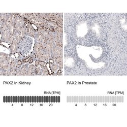Pax2 Antibody (CL9469), Novus Biologicals 100 &mu;L; Unconjugated:Antibodies,