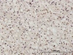 Pax2 Antibody (3C7), Novus Biologicals 0.1 mg | Buy Online | Novus Biologicals | Fisher Scientific