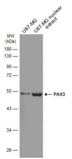 Pax3 Antibody (GT2411), Novus Biologicals 100 &mu;g; Unconjugated:Antibodies,