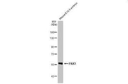 Pax3 Antibody (HL160), Novus Biologicals 100 &mu;g | Buy Online | Novus Biologicals | Fisher Scientific