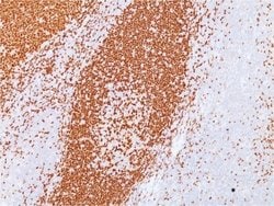 Pax5/BSAP Antibody (PAX5/3735) - Azide and BSA Free, Novus Biologicals
