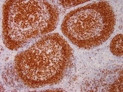 Pax5/BSAP Antibody (PAX5/3735) - Azide and BSA Free, Novus Biologicals