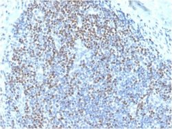 Pax5/BSAP Antibody (PAX5/3735) - Azide and BSA Free, Novus Biologicals