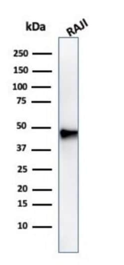 Pax5/BSAP Antibody (PAX5/3735) - Azide and BSA Free, Novus Biologicals