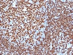 Pax5/BSAP Antibody (PAX5/3977R) - Azide and BSA Free, Novus Biologicals 100 &mu;g | Buy Online | Novus Biologicals | Fisher Scientific