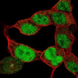 Pax6 Antibody (CL5414), Novus Biologicals 100&mu;L:Antibodies, Monoclonal