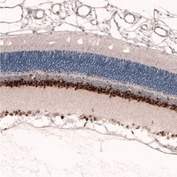 Pax6 Antibody (CL5414), Novus Biologicals 100&mu;L:Antibodies, Monoclonal