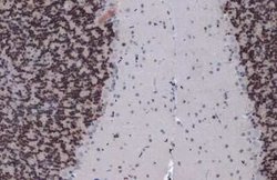 Pax6 Antibody (GT9412), Novus Biologicals 100 &mu;g; Unconjugated:Antibodies,