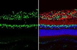 Pax6 Antibody (GT9412), Novus Biologicals 100 &mu;g; Unconjugated:Antibodies,