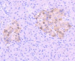 Pax6 Rabbit anti-Human, Clone: SD08-31, Novus Biologicals 100&mu;L:Antibodies,
