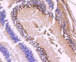 Pax6 Rabbit anti-Human, Clone: SD08-31, Novus Biologicals 100&mu;L:Antibodies,