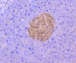 Pax6 Rabbit anti-Human, Clone: SD08-31, Novus Biologicals 100&mu;L:Antibodies,