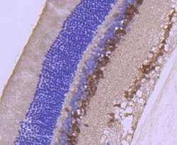 Pax6 Rabbit anti-Human, Clone: SD08-31, Novus Biologicals 100&mu;L:Antibodies,
