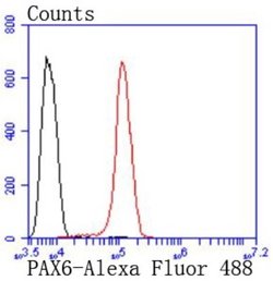 Pax6 Rabbit anti-Human, Clone: SD081-03, Novus Biologicals 100&mu;L:Antibodies,
