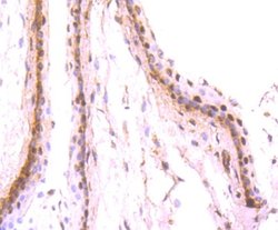 Pax6 Rabbit anti-Human, Clone: SD081-03, Novus Biologicals 100&mu;L:Antibodies,
