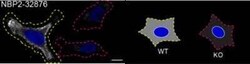 Pax6 Antibody (PAX6/1166), Novus Biologicals 0.02mg; Unlabeled:Antibodies,