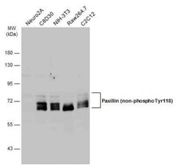 Paxillin Antibody (GT722), Novus Biologicals 100 &mu;g | Buy Online | Novus Biologicals | Fisher Scientific