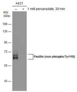 Paxillin Antibody (GT722), Novus Biologicals 100 &mu;g | Buy Online | Novus Biologicals | Fisher Scientific