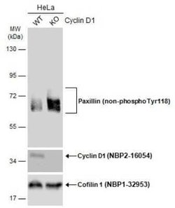 Paxillin Antibody (GT722), Novus Biologicals 100 &mu;g | Buy Online | Novus Biologicals | Fisher Scientific
