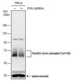Paxillin Antibody (GT722), Novus Biologicals 100 &mu;g | Buy Online | Novus Biologicals | Fisher Scientific