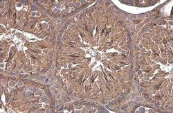 Paxillin Antibody (GT7612), Novus Biologicals 100 &mu;g | Buy Online | Novus Biologicals | Fisher Scientific